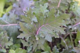 Kale-Red Russian  (aka Ragged Jack)