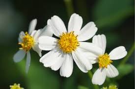 Bidens pilosa