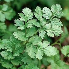 Cilantro - Indian "Dhannat"