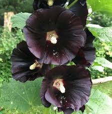 Hollyhock - Black