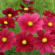 Load image into Gallery viewer, Cosmos bipinnatus Rubenza
