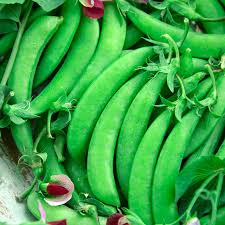 Magnolia Blossom Sugar Snap Pea