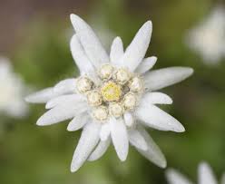 Edelweiss (Leontopodium alpinum)