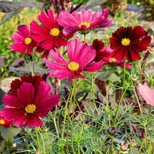 Cosmos bipinnatus Rubenza