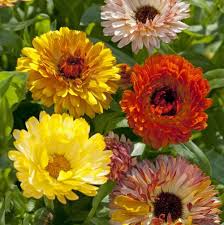 Calendula Mix (Calendula officinalis)