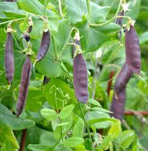 Load image into Gallery viewer, Purple Podded Bush Pea
