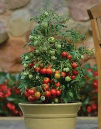 Dwarf Tomato - Geranium Kiss