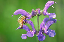 Load image into Gallery viewer, NEW! Tincture: Red Sage/Chinese Sage/Danshen (Salvia miltiorrhiza) - 50ml
