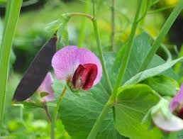 Sugar Magnolia Snap Pea