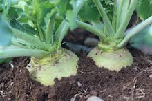 Load image into Gallery viewer, Rutabaga - Nadmorska
