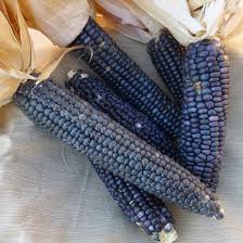 Hooker's Blue Sweet Corn