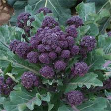 Broccoli - Red Spear Purple Sprouting