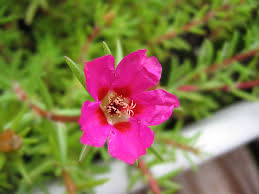Chinese Balsam