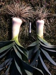 Leek - Siegfried Frost