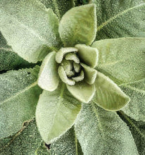Load image into Gallery viewer, Common Mullein (Verbascum thaspus Scrophulariaceae)
