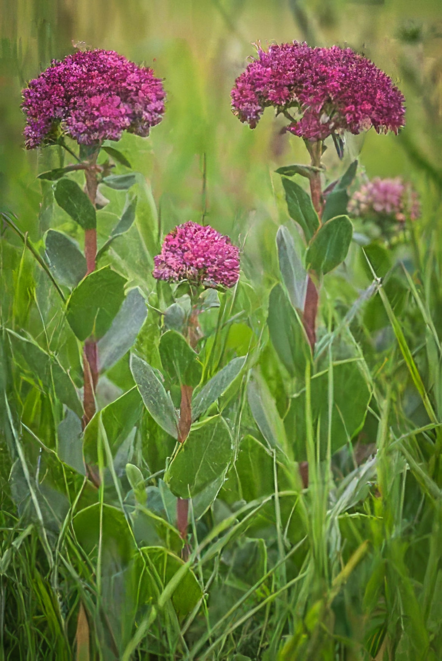 orpine succulent Orpine Seeds, Organic & Heirloom