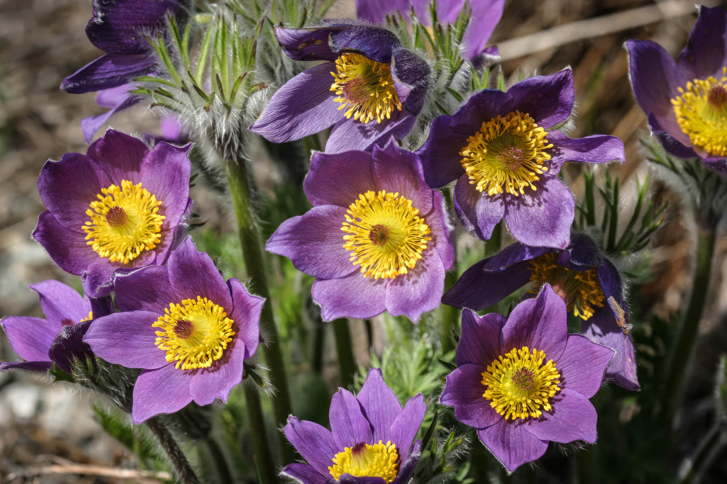 pasque flower seed Pasque Flower Seeds, Organic & Heirloom