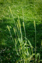 Load image into Gallery viewer, Red Fife Wheat Seeds
