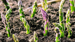 Garden Asparagus (Asparagus officinalis)