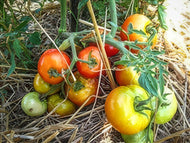 Silvery Fir Tomato Seeds