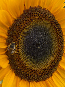 Sunflower - Taiyo