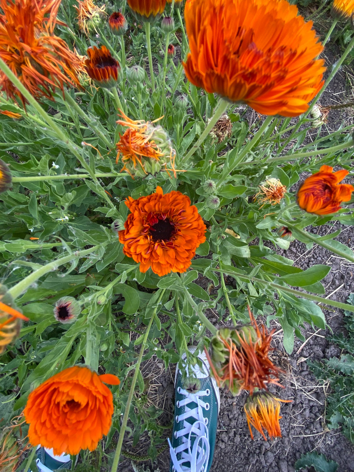 Calendula - Victoria Sunset