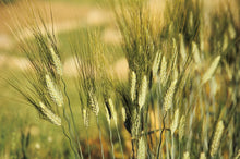 Load image into Gallery viewer, Kamut/Khorasan Wheat (Triticum turgidum spp. turanicum)
