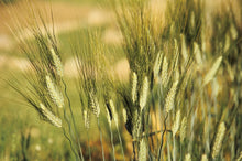 Load image into Gallery viewer, Kamut/Khorasan Wheat (Triticum turgidum spp. turanicum)
