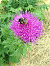 Load image into Gallery viewer, Maral Root (Rhaponticum carthamoides Asteraceae)
