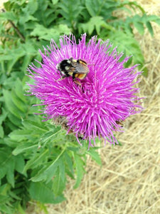 Maral Root (Rhaponticum carthamoides Asteraceae)