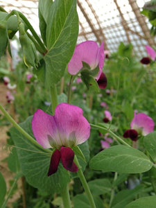 Dwarf Grey Sugar Snow Pea