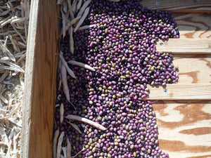 Ugandan Bantu Beans