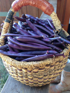 Blooming Prairie Bean