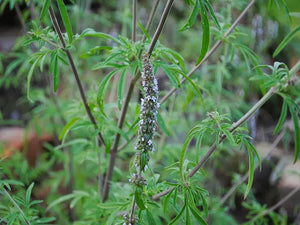 Japanese Catnip (Schizonepeta tennifolia)