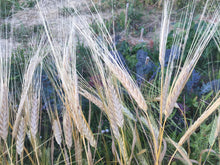 Load image into Gallery viewer, Ethiopian Barley
