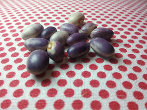 Blooming Prairie Bean