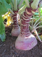 Marion Rutabaga (Brassica napus)