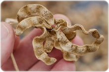 Load image into Gallery viewer, Licorice (Glycyrrhiza glabra)

