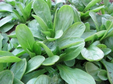 Medallion Corn Salad (Valerianella locusta)