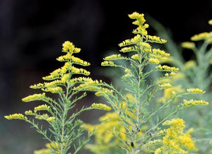 European Goldenrod (Solidago vigaurea)