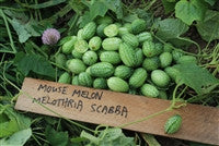 Mouse Melon