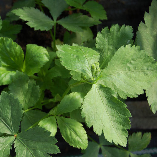 Mitsuba/Japanese Parsley (Cryptotaenia japonica)