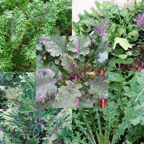Photo composite of five varieties of Kale
