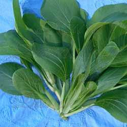 Ching Chiang Baby Bok Choi