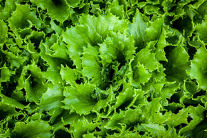 Reine des Glaces Lettuce