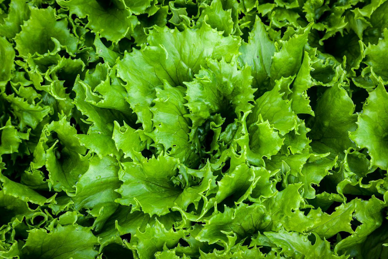 Reine des Glaces Lettuce