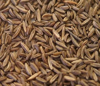 Caraway (Carum carvi)