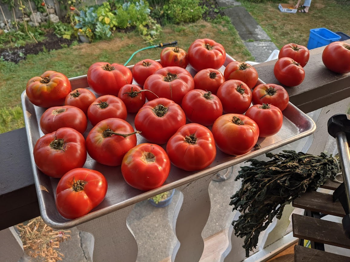 Oregon Spring Tomato