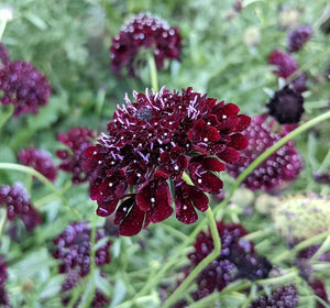 Black Knight Scabiosa