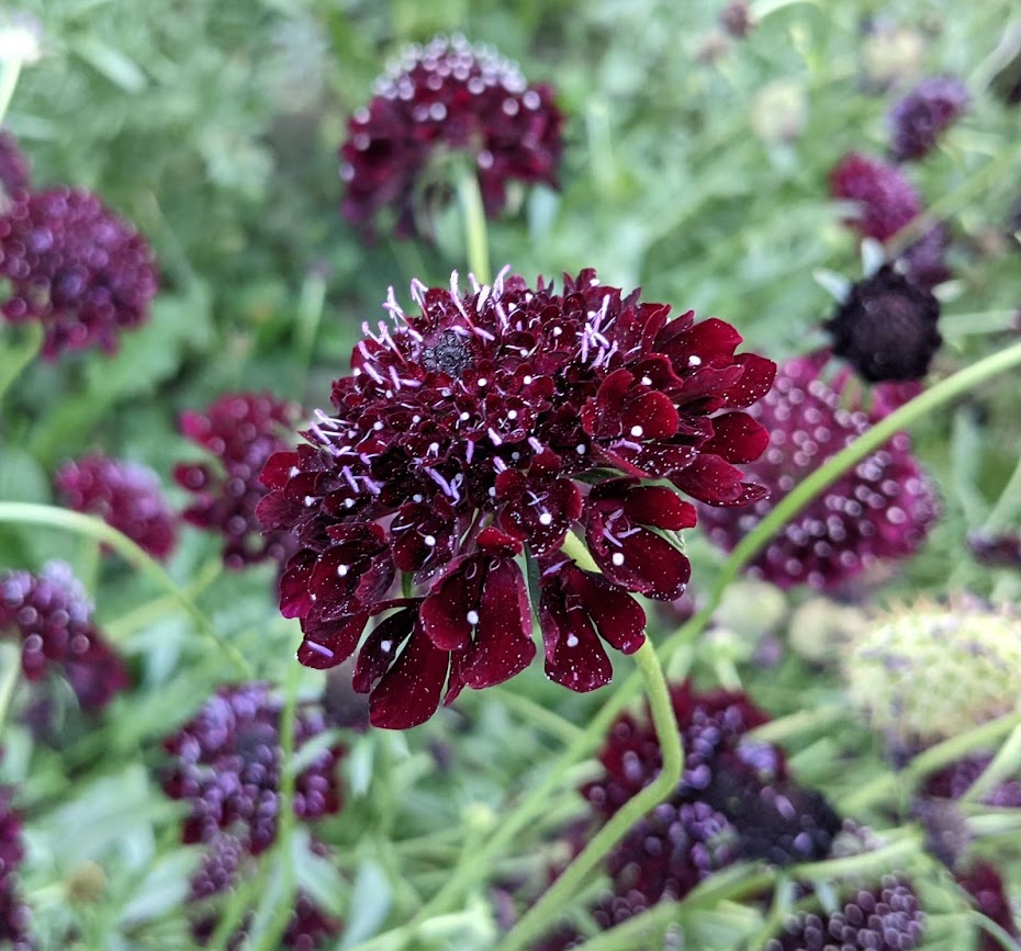 Black Knight Scabiosa